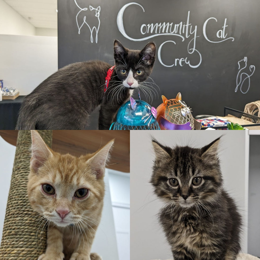 How Your Meow Candle Purchase Makes a Difference